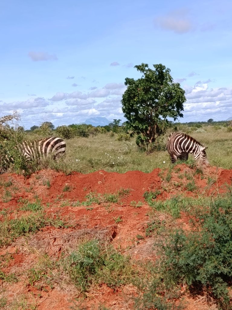 WhatsApp Image 2025-05-25 at 18.53.06_3b45bd1e