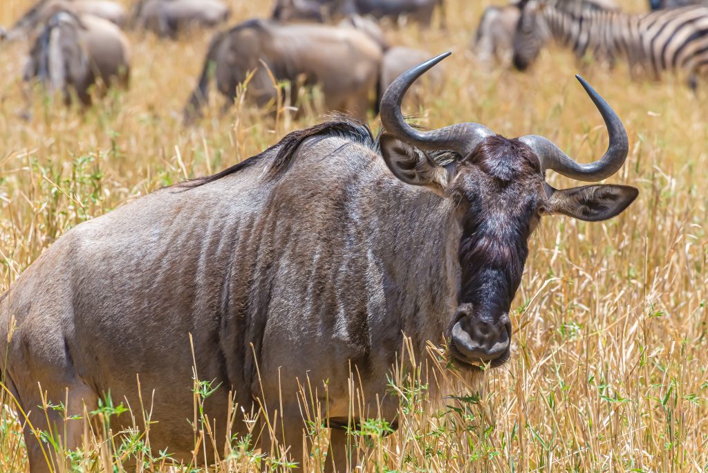 Beautiful shot of the African wildebeest on a grassy plain